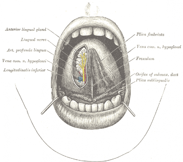 Frenulectomia, frenulotomia